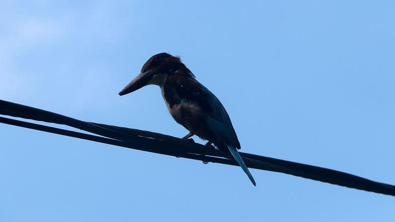 A white-throated kingfisher bird perches on an electric wire in Jangalpara, Bogura on 8 September, 2019. Photo: Soel Rana