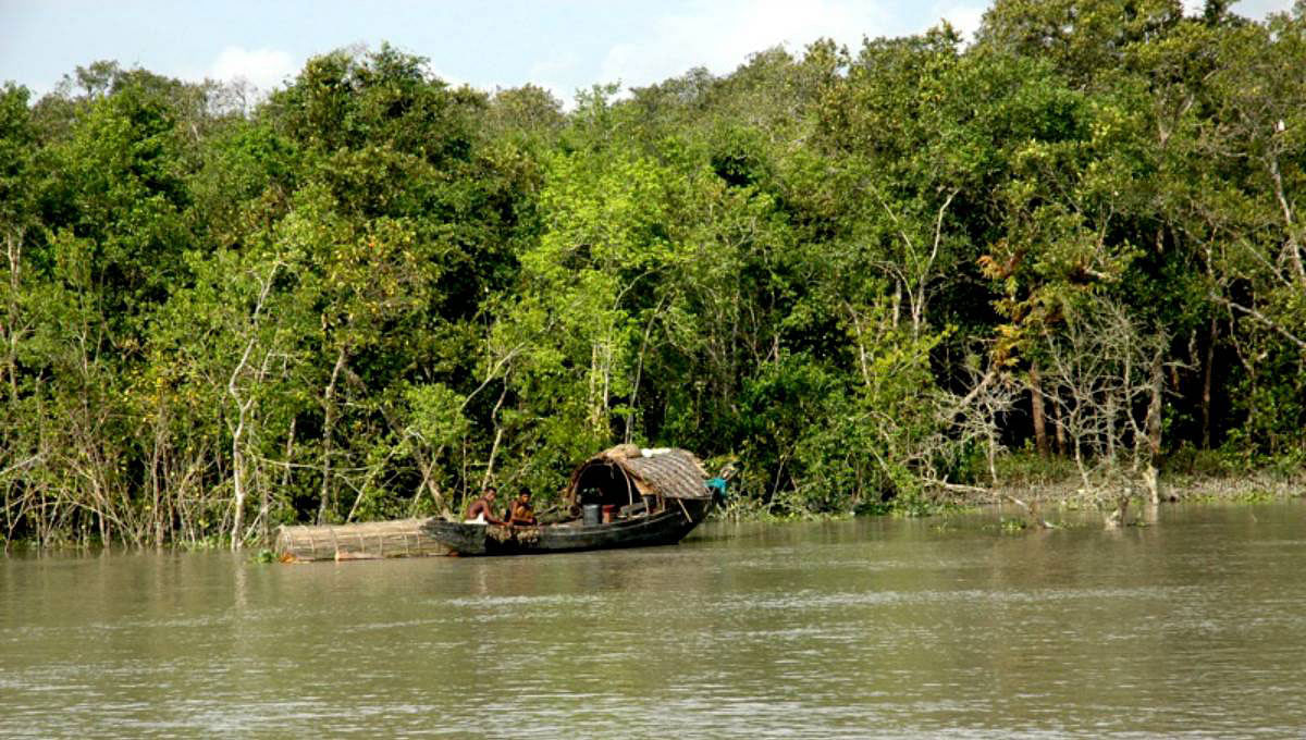 Sundarbans. Photo: UNB