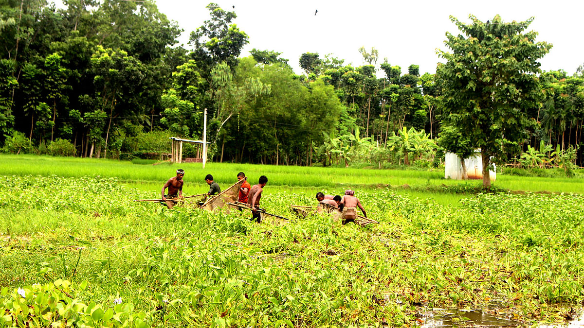 Fishermen remove water hyacinth from the water and catch fish at Bagarpar water body in Sarishabari of Jamalpur on 10 September. Photo: Shafiqul Islam