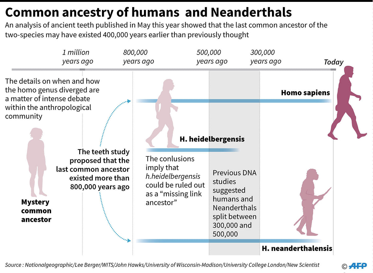 Graphic humans and Neanderthals diverged. Photo: AFP