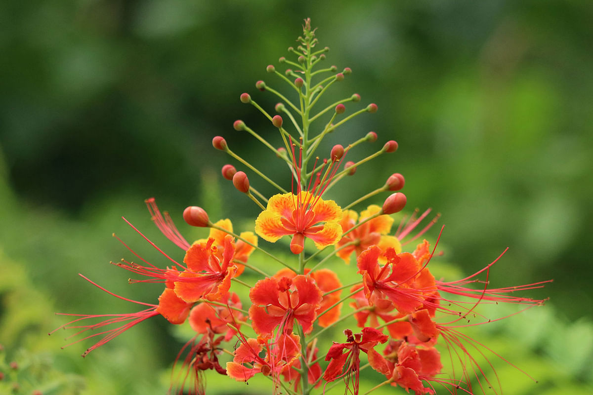 Radhachura blooms in Milonpur Mavilla in Khagrachhari. Nerob Chowdhury took this photo on 10 September.