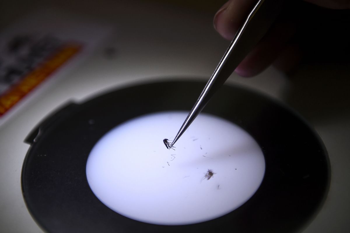 This photo taken on 21 August 2019 shows a laboratory assistant examining mosquito samples at the Pasteur Institute in the southern Vietnamese city of Nha Trang. Photo: AFP