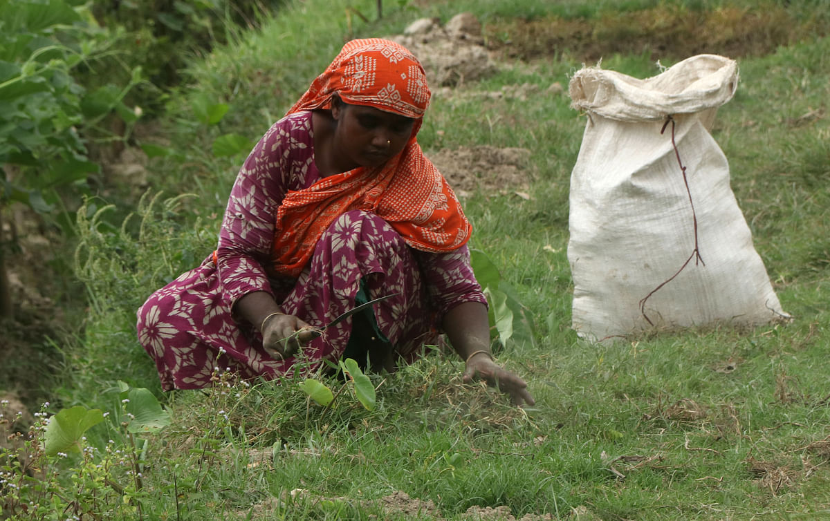 A woman harvests fodder at Shibganj, Bogura, 9 September 2019. Photo: Soel Rana