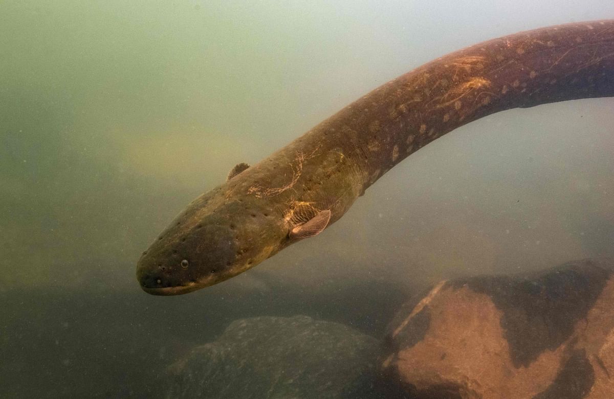 A picture released by Leandro Melo de Sousa on 9 September 2019 shows an electric eel (Electrophorus Voltai). DNA research has revealed two entirely new species of electric eel in the Amazon basin, including one capable of delivering a record-breaking jolt. Photo: AFP