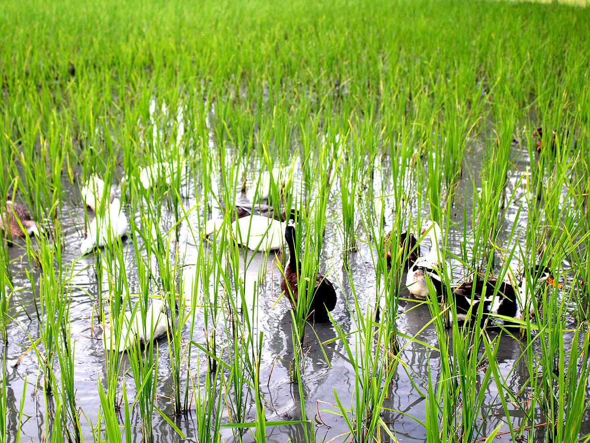 Ducks look for food in a rice field at Borosora, Sarishabari in Jamalpur, 9 September 2019. Photo: Shafiqul Islam