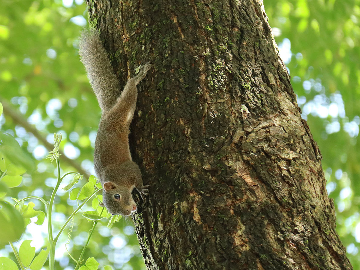 A squirrel looks for food on a tree at Shalbon, Khagrachhari on 15 September 2019. Photo: Nerob Chowdhury