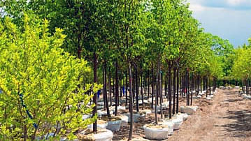 Bangladesh Economic Zones Authority (BEZA) says tree plantation mandatory at 10 per cent land of each EZ. Photo: BSS