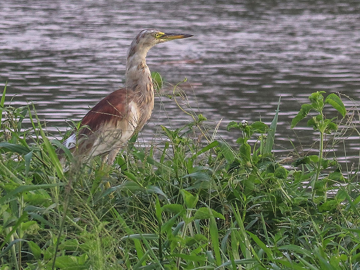 A crane along a waterbody at Zero Point, Khulna. The picture was taken on 17 September 2019. Photo: Saddam Hossain