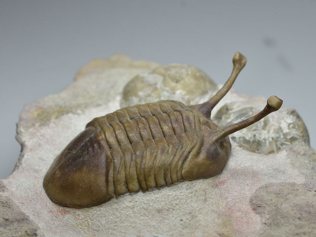 A trilobite, an extinct marine arthropod that once was common in the Earth`s seas, is seen in this image released in Lund, Sweden on 18 September 2019. Photo: Reuters