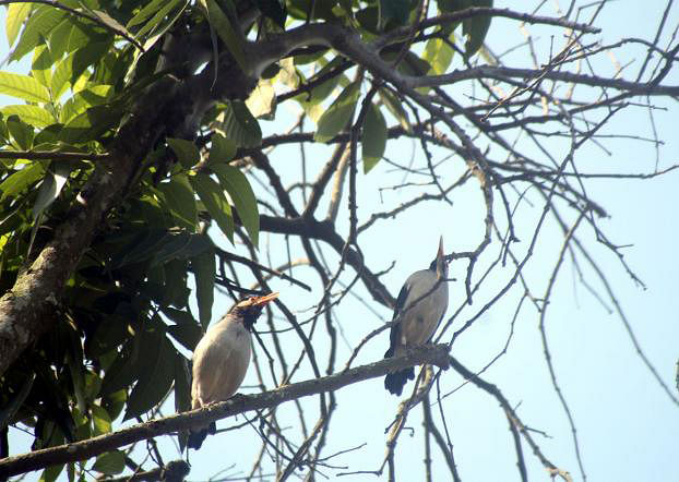 Two pied mynas perch on a tree branch in Rail Station area of Kishoreganj on 20 September, 2019. Photo: Tafsilul Aziz