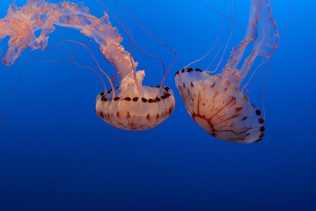 Jellyfish. Photo: Pixabay