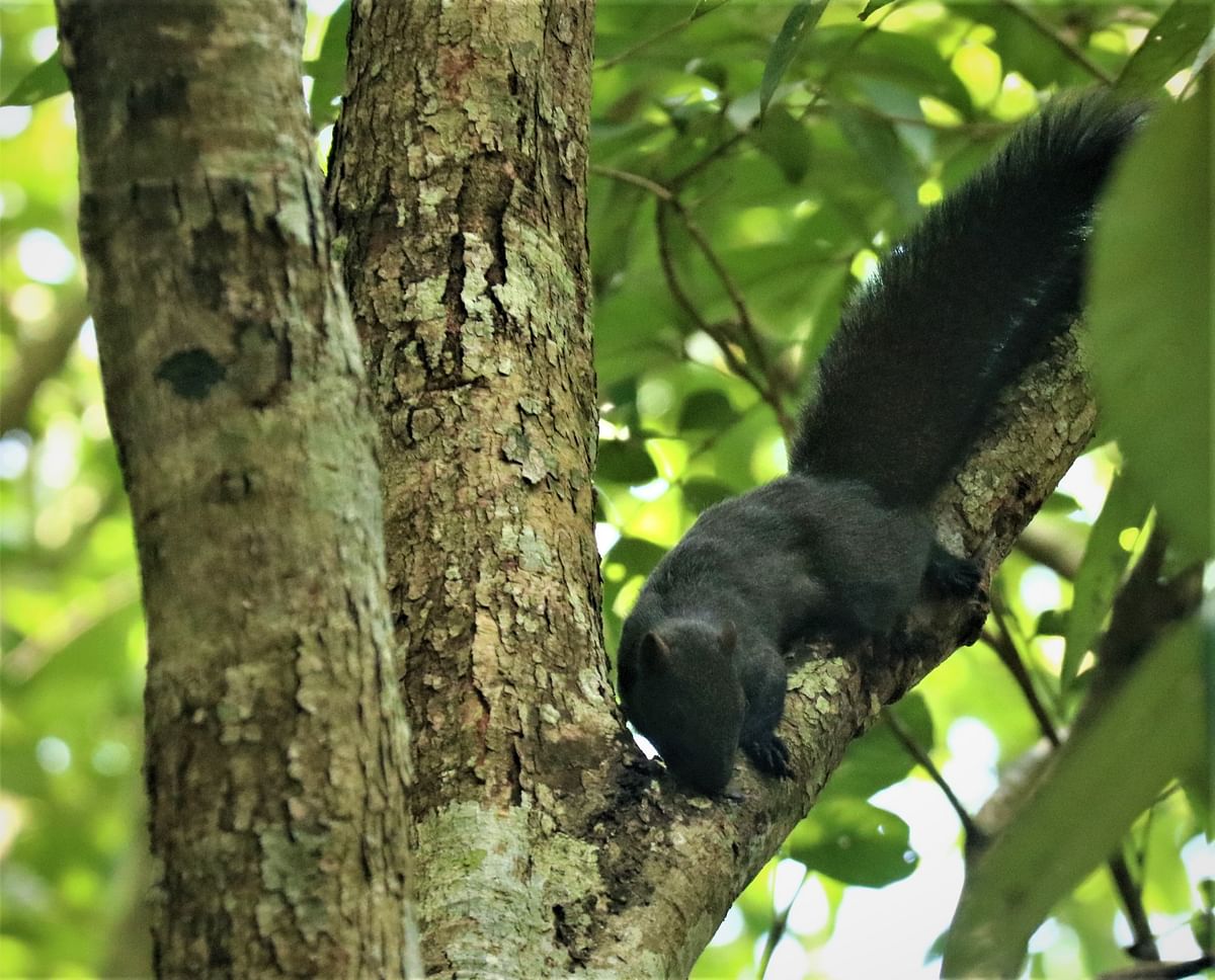 A black squirrel seeks food on a tree at Rajbon Bihar, Rangamati on 23 September on 2019. Photo: Supriya Chakma