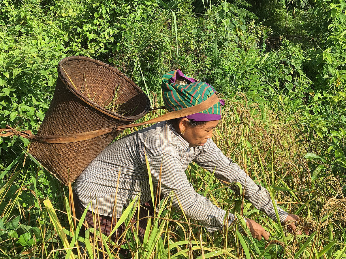A woman harvests rice at Noimail, Dighinala in Khagrachhari on 23 September 2019. Photo: Palash Barua