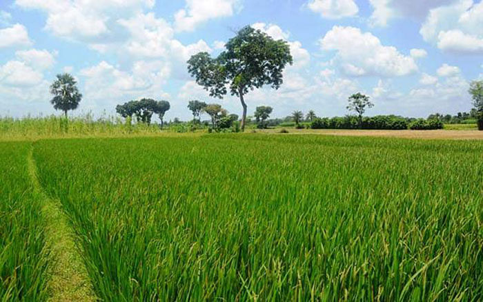A perfect combination of green rice field and white clouds in the blue sky above. Photo: Prothom Alo
