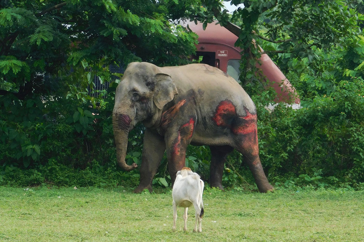 Aninjured elephant, which was hit by a passenger train while crossing the railway tracks at Dayna village, is seen in a field near Banarhut in Jalpaiguri district of West Bengal state on 27 September, 2019. Photo: AFP