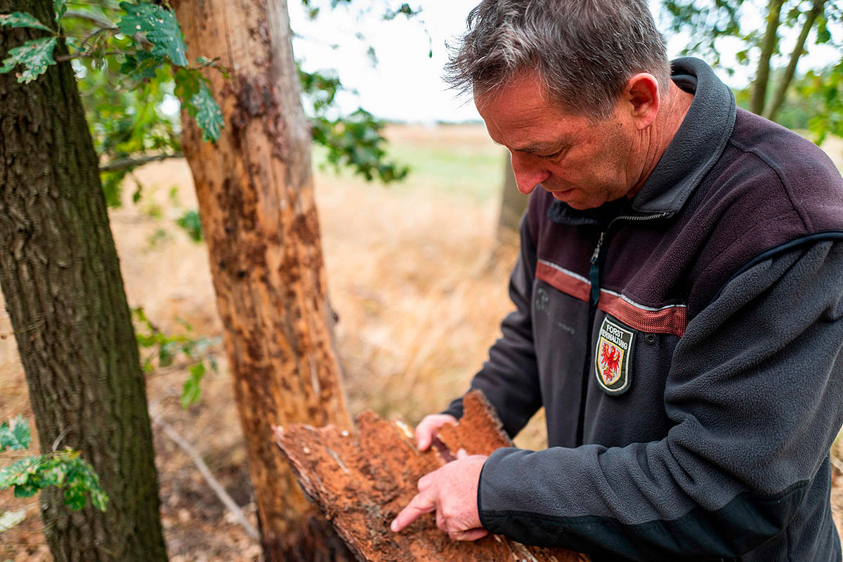 Forester Klaus Froemming shows evidence of parasite activity on a piece of bark on 19 September 2019 in a pine tree forest near Welzow, Brandenburg, eastern Germany, where many trees are dried up due to drought, and thus susceptible to bark-beetles and other parasites. Photo: AFP