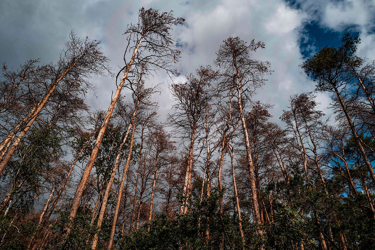 A pine tree forest is seen near Welzow, Brandenburg, where many trees are dried up due to drought, and thus susceptible to bark-beetles and other parasites, on 19 September 2019. Photo: AFP