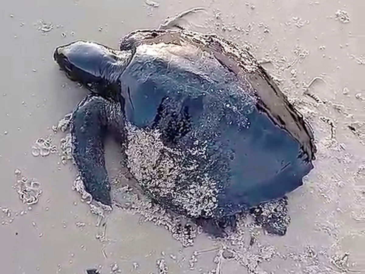 An oil-covered sea turtle crawls along Itatinga beach after a spill, affecting the northeast coast, in Alcantara, Maranhao state, Brazil on 22 September 2019 in this still image taken from social media video. Photo: Reuters
