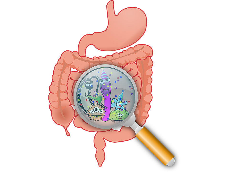 Gut bacteria linked with obesity identified. Illustration by Pixabay