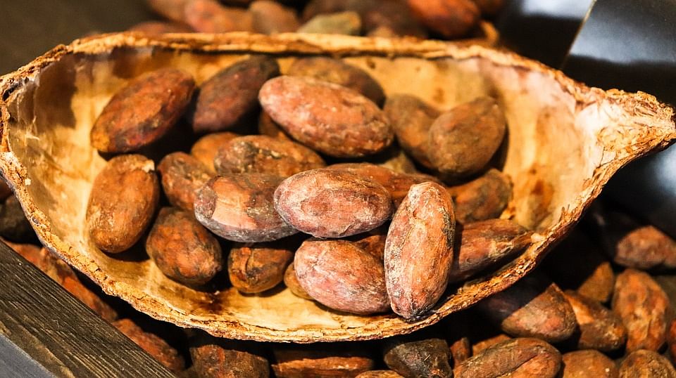 Cacao. Photo: Pixabay