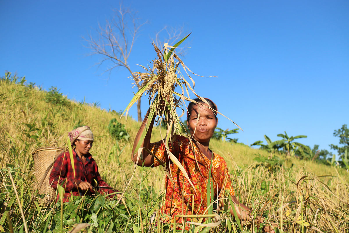 Women harvest rice paddy at Aladhanpara, Khagrachhari on 29 September. Photo: Nerob Chowdhury