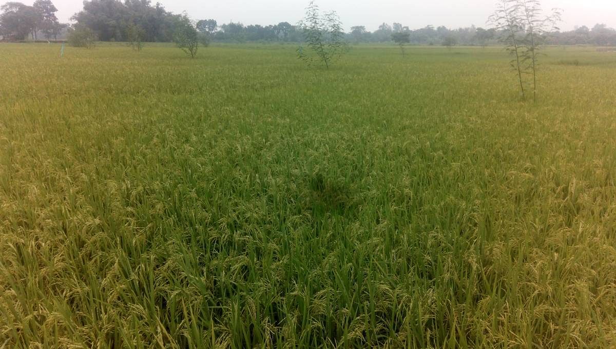 A field of aromatic rice at Dinajpur. Photo: UNB