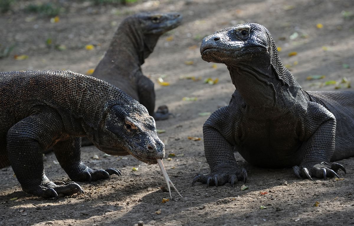 In this file photo taken on 3 December 2010, komodo dragons are seen on Rinca island, a part of the protected area of Komodo National Park. Photo: AFP
