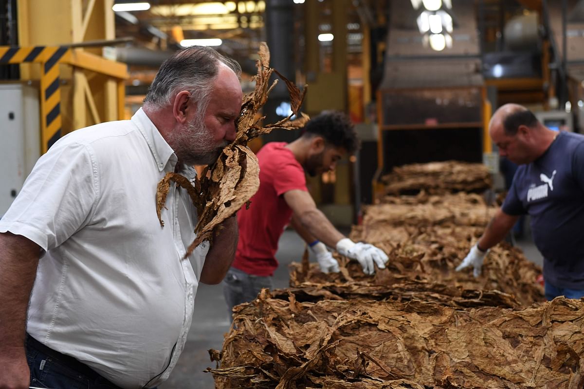 Director of France Tabac Eric Tabanou (L) checks tobacco leaves on the production line, in Sarlat-la-Caneda, southwestern France on 20 September. Photo: AFP