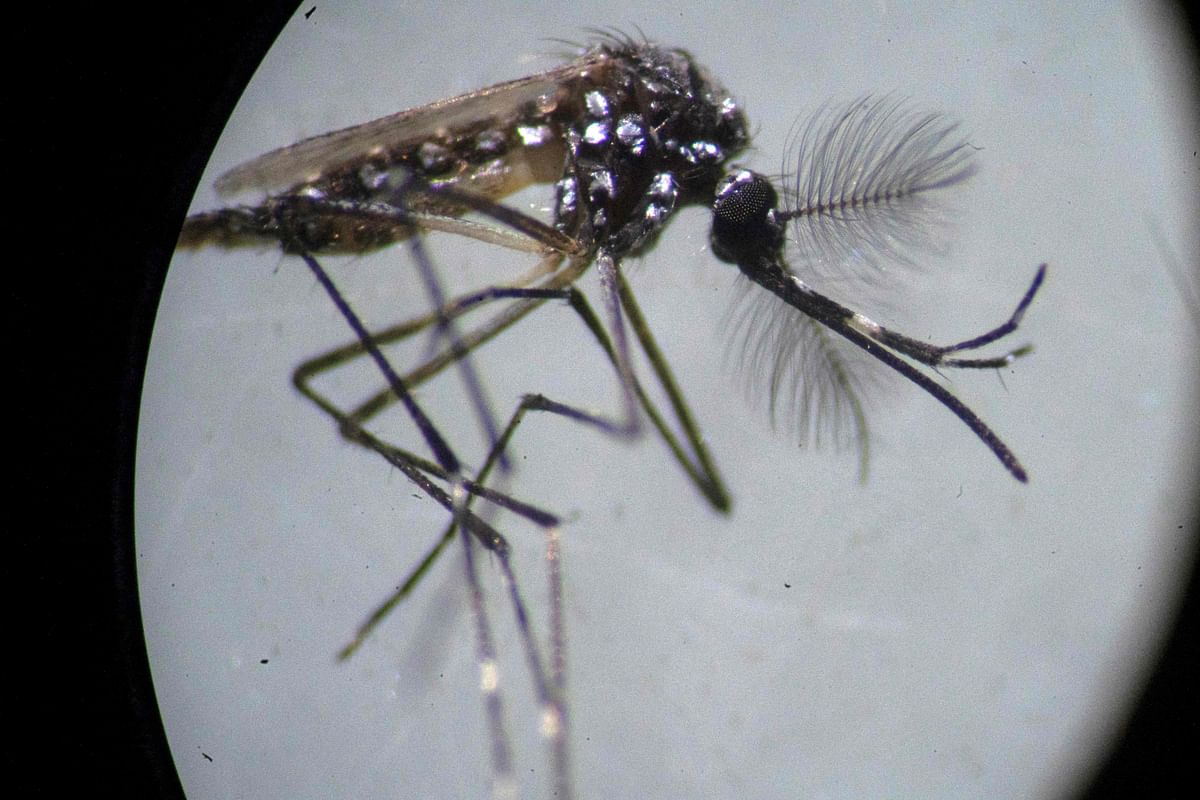 An Aedes aegypti mosquito is seen through a microscope at the Oswaldo Cruz Foundation laboratory in Rio de Janeiro, Brazil, on 14 August 2019. Photo: AFP