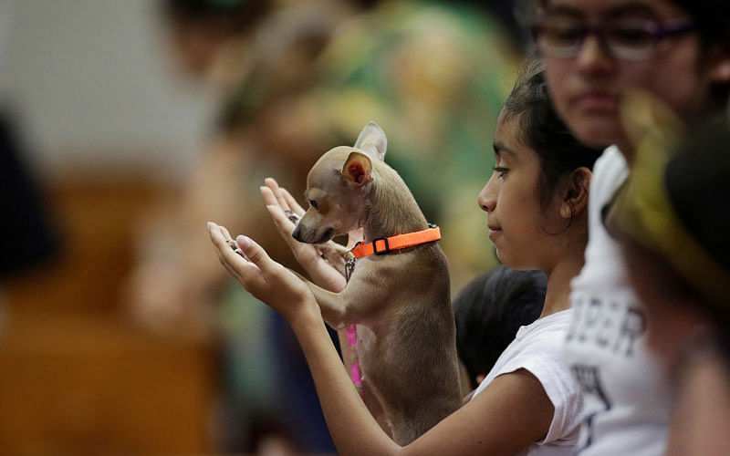 A girl is pictured with her pet during a religious blessing ceremony to honor Saint Francis of Assisi at the Saint Joan the Evangelist Church in the municipality of Escobedo. Photo: reuters
