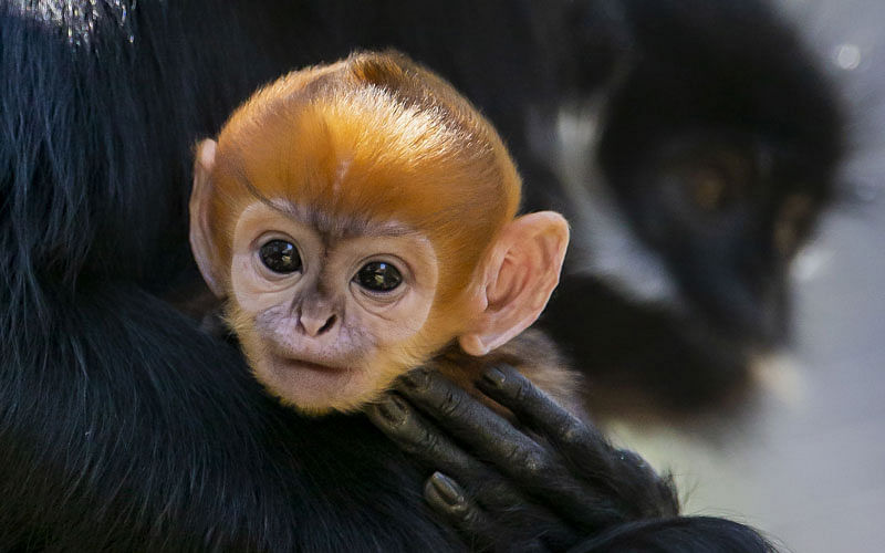 This handout picture taken on 2 October 2019 and released by Sydney`s Taronga Zoo on October 4 shows a newly-born male Francois` Langur, one of the world`s rarest monkeys, staying close to his mother at the Taronga Zoo in Sydney. Photo: AFP