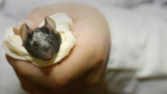 This file photo taken on 26 May 2006 shows a laboratory technician holding a lab mouse before operating on it as part of a stem cell research programme at the National Institute of Biological Sciences in Zhongguancun Science Park in Beijing. Photo: AFP