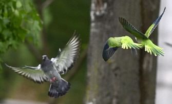 In this file photo taken on 15 September 2016 monk parakeets (Myiopsitta monachus) also known as the quaker parrot or Argentine parakeet fly past a pigeon at the Atenas park of Madrid, on 15 September 2016. Photo: AFP