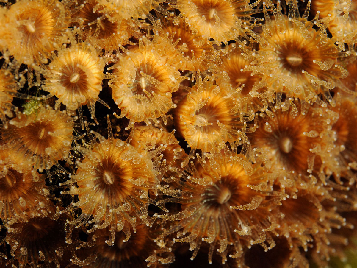 In this undated photo released by Science Advances, Polyps of the coral Cladocora caespitosa are seen underwater near the Columbretes Islands in the Mediterranean sea. Photo: AFP