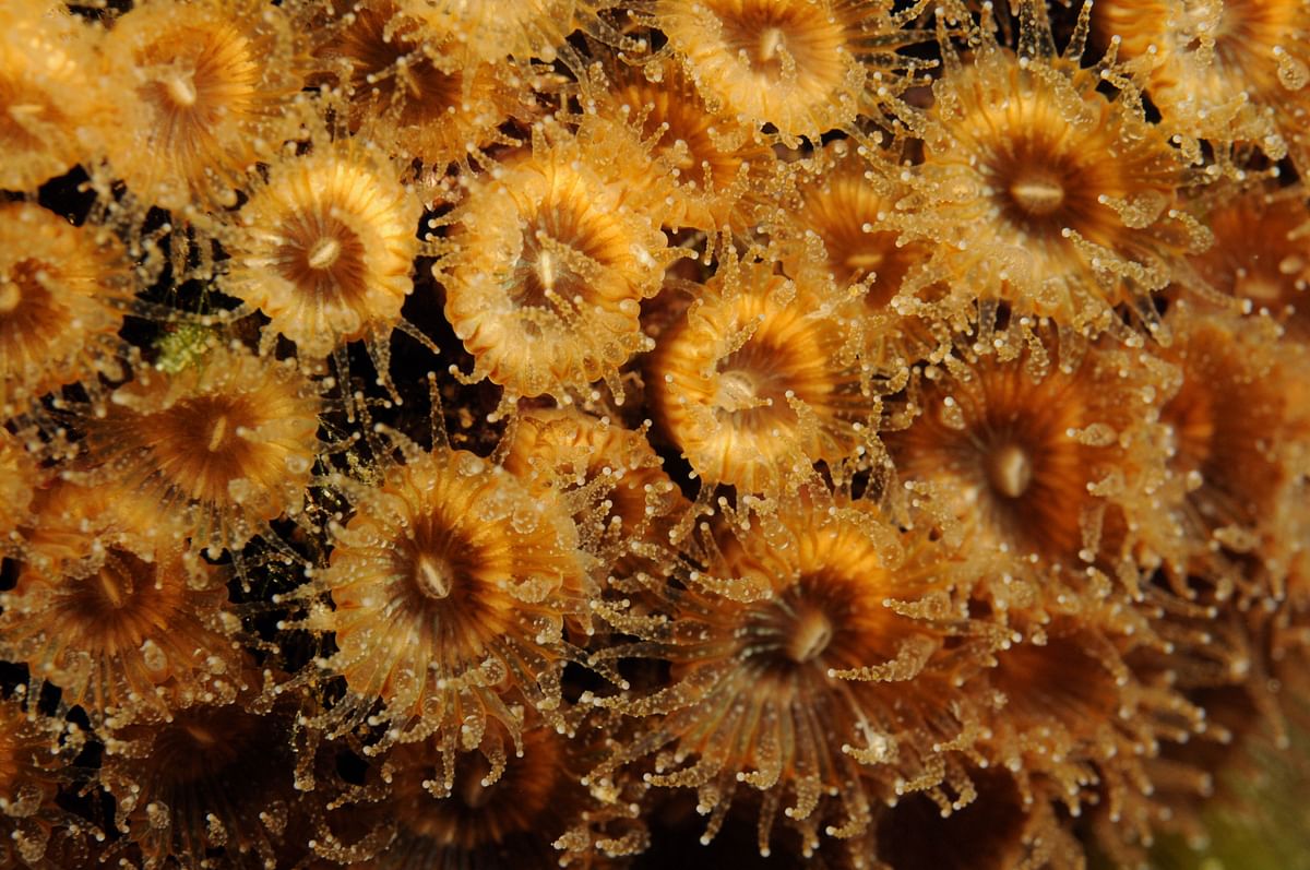 In this undated photo released by Science Advances, Polyps of the coral Cladocora caespitosa are seen underwater near the Columbretes Islands in the Mediterranean sea.Photo: AFP