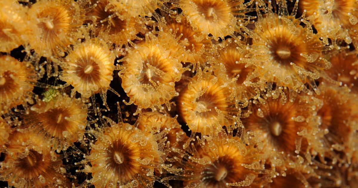 underwater-heat-inferno-ravages-mediterranean-corals