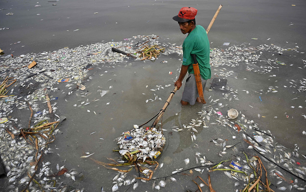 A worker scoops some of the thousands of dead fish that washed ashore on Freedom Island, a protected area for migratory birds, along Manila Bay on 11 October 2019. Photo: AFP