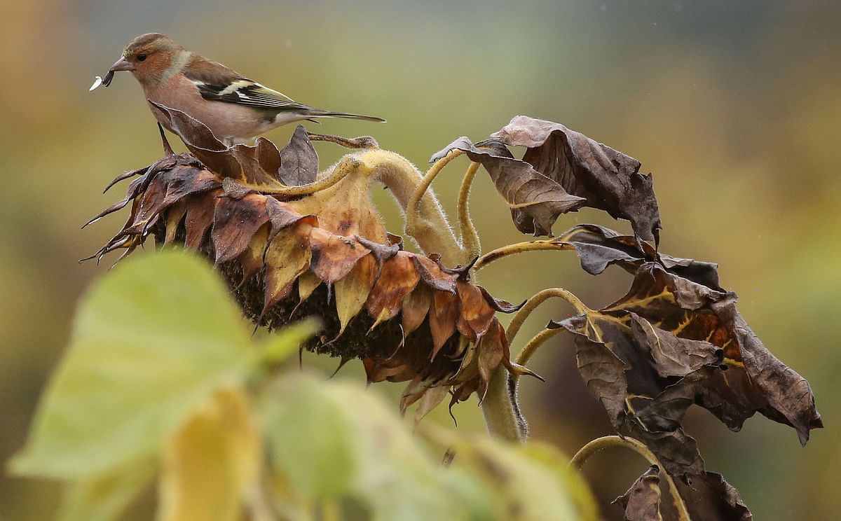 A bird resting on a withered sunflower holds a seed on 9 October 2019 in Daugendorf, southern Germany. Photo: AFP