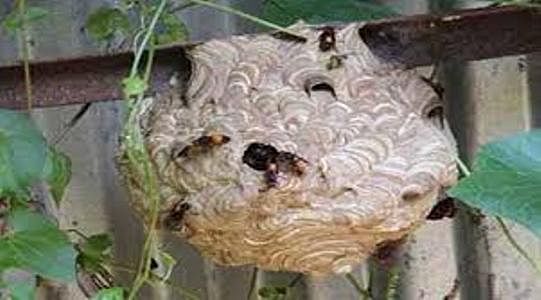 A hornets’ nest. Photo: UNB
