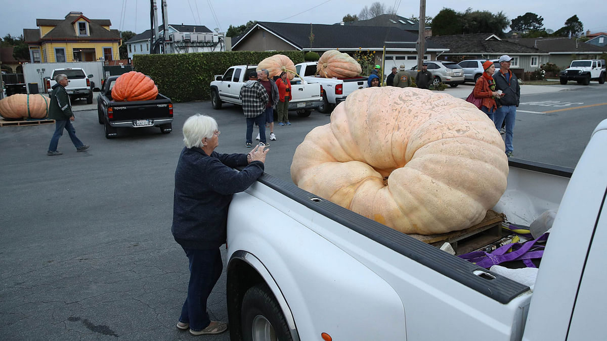 Giant pumpkins sit in the back of trucks before the start of the Safeway World Championship Pumpkin Weigh-Off on14  October 2019 in Half Moon Bay, California. Leonardo Urena, a farmer from Napa, California, won the annual Championship Pumpkin Weigh-Off with his 2,175 pumpkin. Photo: AFP