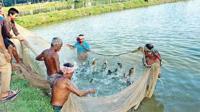 Fish farmers catch fish in a pond at Rashidpur village of Mymensingh Sadar upazila. Photo: Prothom  Alo