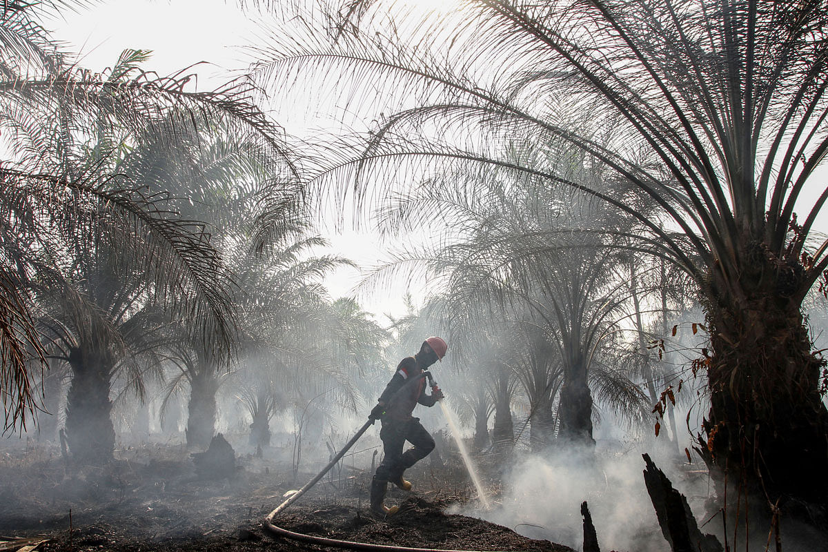 A member of Manggala Agni tries to extinguish peatland fires at a palm plantation in Pekanbaru, Riau province, Indonesia. Photo: Reuters