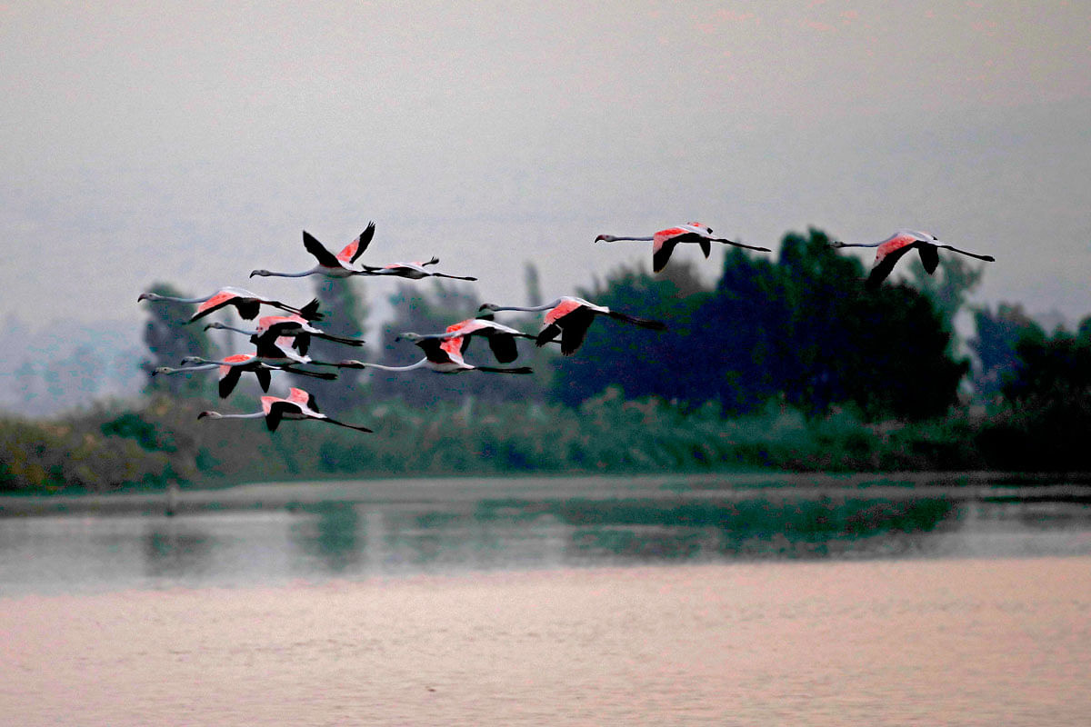 Flamingos fly over Agamon Hula Lake in the Hula Valley in northern Israel, on 17 October 2019 during the bird migration from Europe to Africa. Photo: AFP