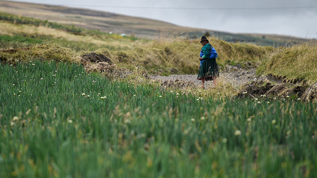 An Ecuadorean indigenous woman walks on a road beside an onion field in a rural area of Cayambe, Ecuador, on 16 October 2019. Photo: AFP
