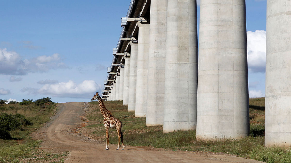 A giraffe walks near the elevated railway line that allows movement of animals below the Standard Gauge Railway (SGR) line linking Nairobi and Naivasha inside the Nairobi national park in Nairobi, Kenya on 16 October 2019. Photo: Reuters