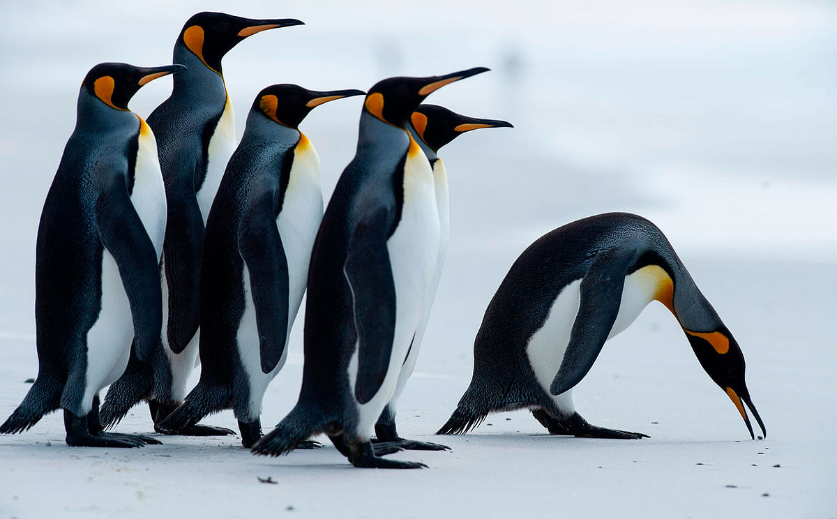 King penguins are seen at Volunteer Point, north of Stanley in the Falkland Islands (Malvinas), a British Overseas Territory in the South Atlantic Ocean, on 6 October 2019. Photo: AFP