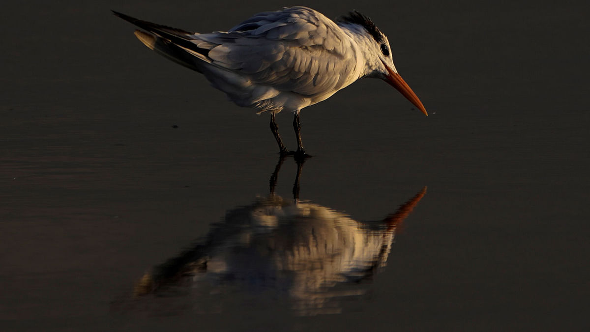 A sea bird is reflected in the water during low tide at Cardiff State Beach in Encinitas, California, US on 17 October 2019. Photo: Reuters