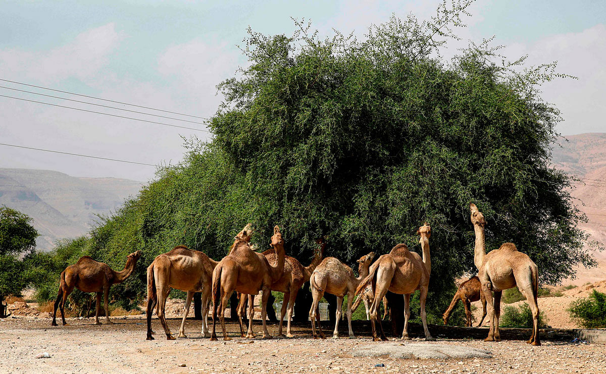 A flock of camels grazes near the West Bank village of al-Auja in the Jordan valley on17  October 2019. Photo: AFP