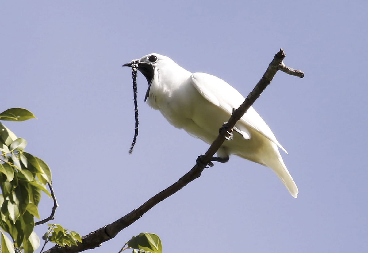 This image obtained October 21, 2019 courtesy of Anselmo d’Affonseca shows a male white bellbird (Procnias albus)screaming its mating call. Deep in the Amazon, a white-plumed suitor weighing no more than half a pound turns to face his paramour before belting out a defeaning, klaxon-like call, reaching decibel levels equal to a pile driver. Photo: AFP
