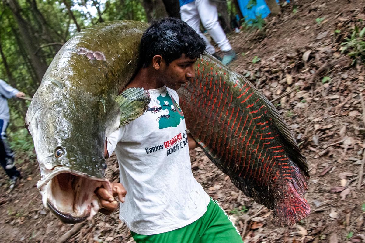 This file handout picture released by the Mamiraua Institute of Sustainable Development taken on 26 November 2018, shows fishermen carrying a large Pirarucus (Arapaima gigas) fish at the Amana Sustainable Development Reserve, in Amazonas State, northern Brazil. Photo: AFP